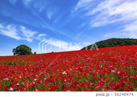 天空のポピー 天空のポピー 50240474
