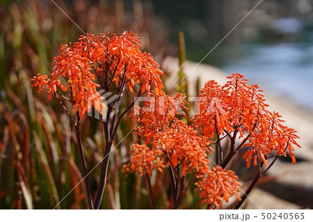 アロエ・ストリアータ アロエ・ストリアータ 50240565