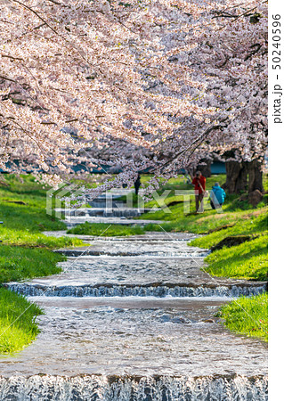 観音寺川の桜並木　福島猪苗代 50240596