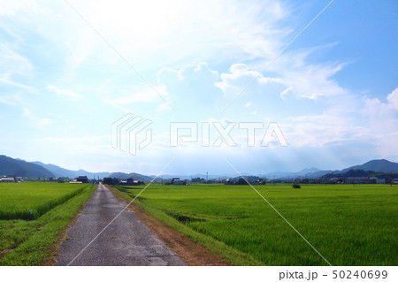 篠山市の夏の田園風景 50240699