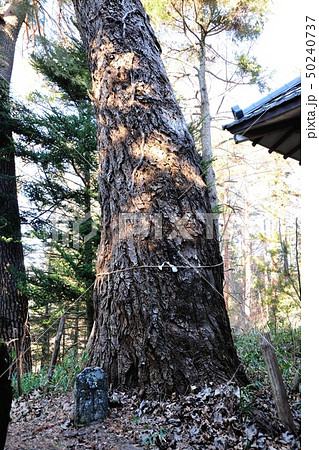 八幡神社の祖神のバラ 50240737