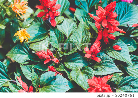 The poinsettia (Euphorbia pulcherrima) in garden The poinsettia (Euphorbia pulcherrima) in garden 50240761