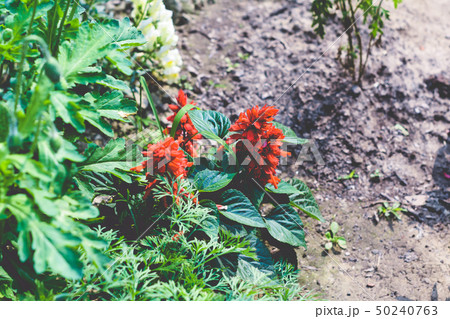 The poinsettia (Euphorbia pulcherrima) in garden The poinsettia (Euphorbia pulcherrima) in garden 50240763