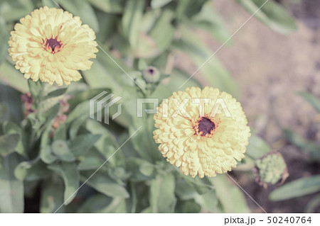 Yellow and orange marigold flowers in garden Yellow and orange marigold flowers in garden 50240764