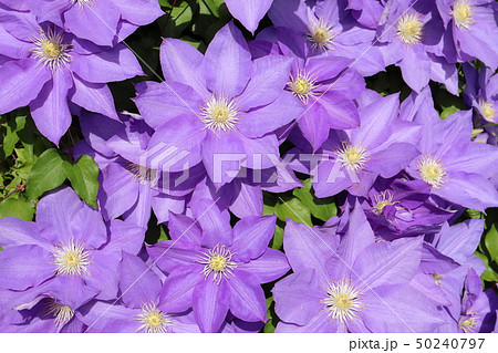 クレマチス　紫 50240797