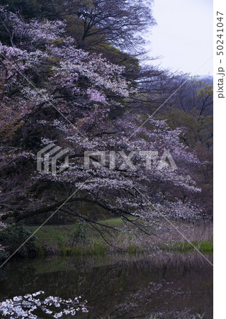 皇居乾門の春　お城と桜 50241047