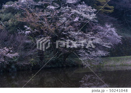 皇居乾門の春　お城と桜 50241048