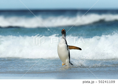 Gentoo penguin coming ashore from stormy ocean Gentoo penguin coming ashore from stormy ocean 50241109