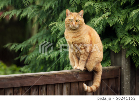 Ginger cat sitting on a wooden fence 50241155