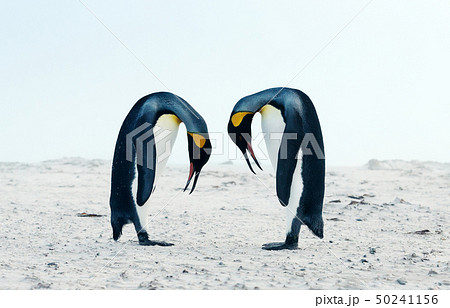 King penguin courtship behaviour  50241156