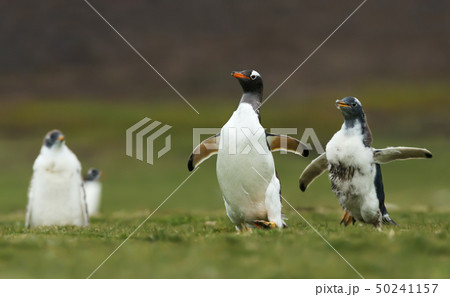 Gentoo Penguin chick chasing after the parent 50241157