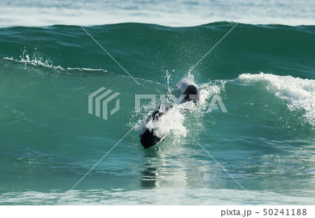 Commerson's dolphins diving in blue water Commerson's dolphins diving in blue water 50241188