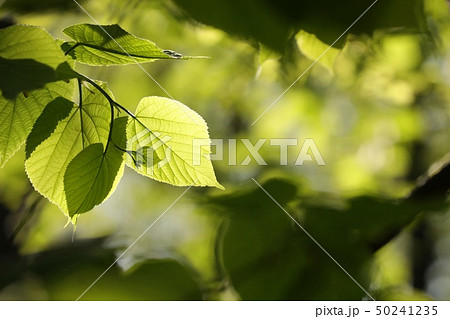 Spring linden leaves in the forest 50241235