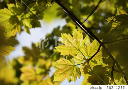 Spring maple leaf in the forest 50241236