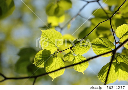 Spring linden leaves in the forest Spring linden leaves in the forest 50241237