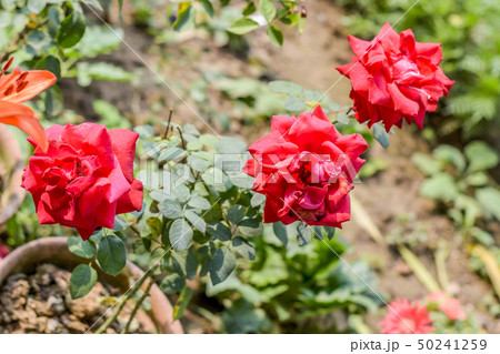 Dianthus caryophyllus, carnation or clove pink 50241259