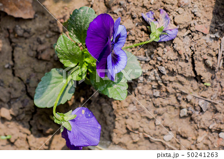 Wild pansy flowers growing in sunlight. 50241263