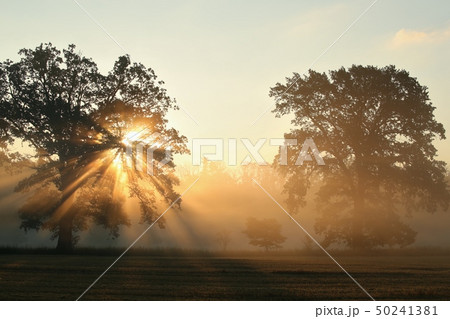 Oaks on the field on a foggy September morning Oaks on the field on a foggy September morning 50241381