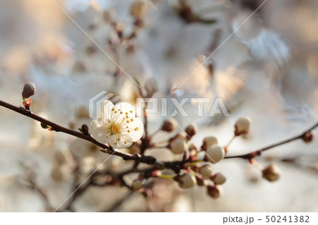 Spring flowers blooming on a tree Spring flowers blooming on a tree 50241382