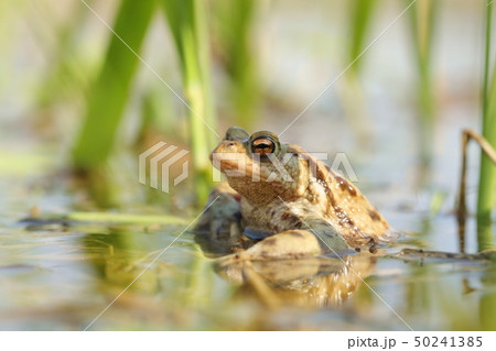 Frog in a pond during mating season 50241385
