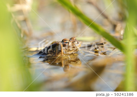 Frog in a pond during mating season 50241386