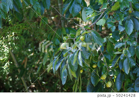 柿の木(緑の柿) 柿の木(緑の柿) 50241428