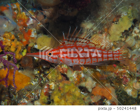 クダゴンベ 50241448