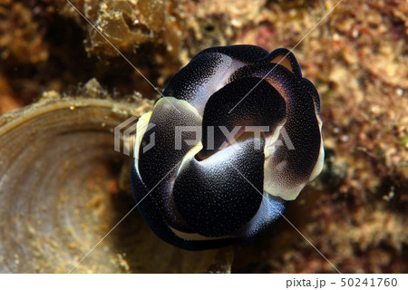 ツバメガイの交接 ツバメガイの交接 50241760