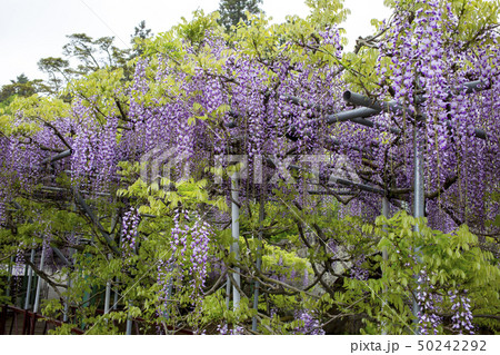 西寒多神社の藤 西寒多神社の藤 50242292
