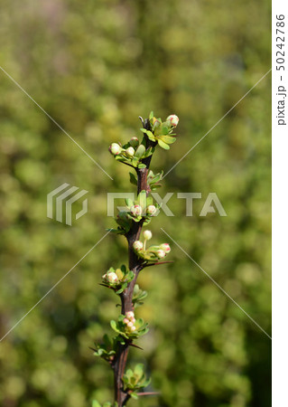 Japanese barberry Powwow Japanese barberry Powwow 50242786
