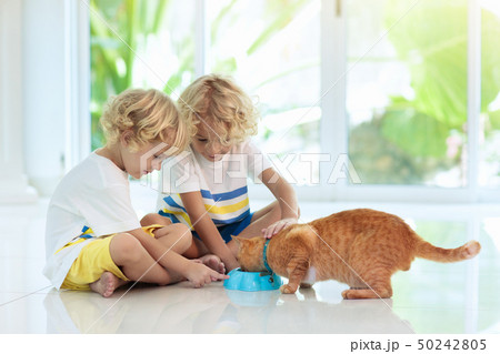 Child feeding home cat. Kids and pets. Child feeding home cat. Kids and pets. 50242805
