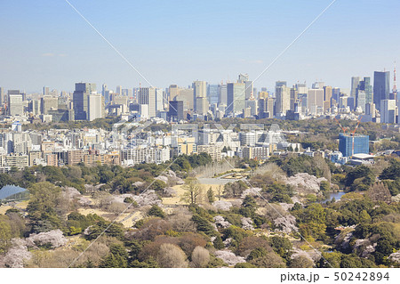 東京眺望　桜のころ　新宿より赤坂・新橋方面 50242894