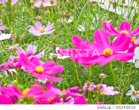 Cosmos flower  at flora park  50243010
