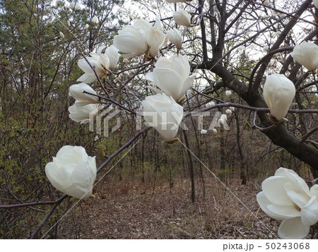 花 植物 樹木 50243068