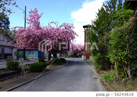白井宿の八重さくら 白井宿の八重さくら 50243619