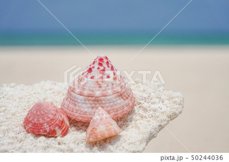 ピンクの貝殻2の写真素材