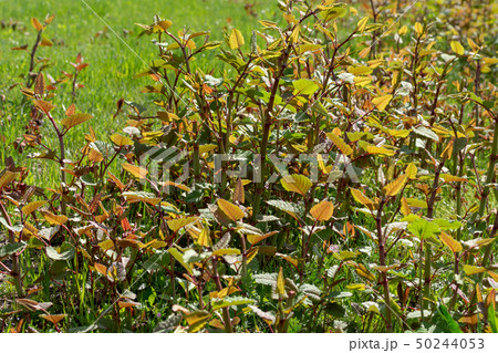 イタドリ イタドリ 50244053