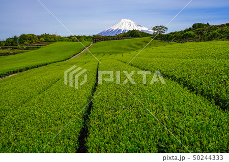 【静岡県】 富士山 茶畑 【静岡県】 富士山 茶畑 50244333