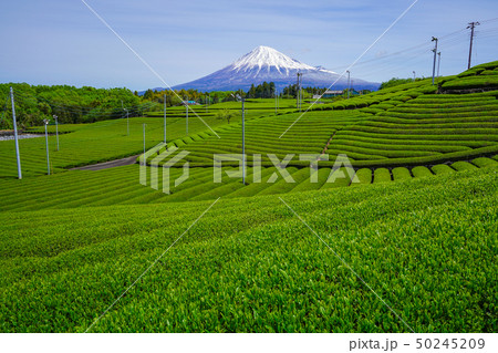 【静岡県】 富士山 茶畑 【静岡県】 富士山 茶畑 50245209