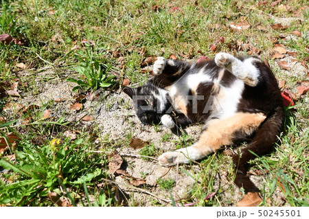 猫・野良猫・錆柄・クロちゃん・メス・妊婦・四月・寛ぐ・ 猫・野良猫・錆柄・クロちゃん・メス・妊婦・四月・寛ぐ・ 50245501