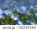 ネモフィラとミツバチ 50245560