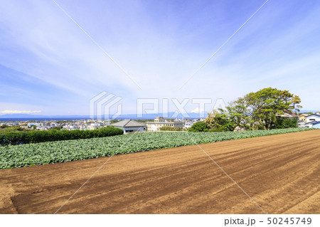 畑（春） 50245749