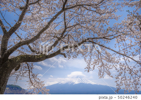 富士山と桜、　笠雲と富士 50246240