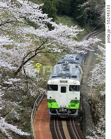 春の只見線 50246333