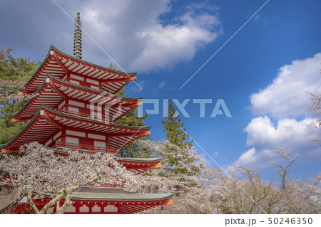 新倉浅間神社の桜 新倉浅間神社の桜 50246350