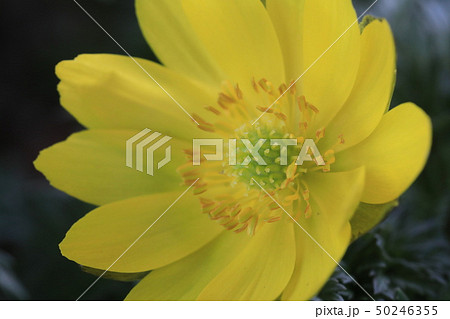 福寿草の花 福寿草の花 50246355