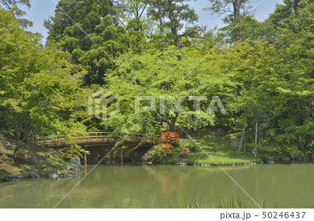 紅葉橋 仙洞御所庭園 紅葉橋 仙洞御所庭園 50246437