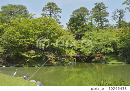 紅葉橋　仙洞御所庭園　青鷺　 50246438