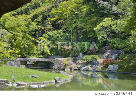 仙洞御所庭園 土佐橋 アオサギ 仙洞御所庭園 土佐橋 アオサギ 50246441