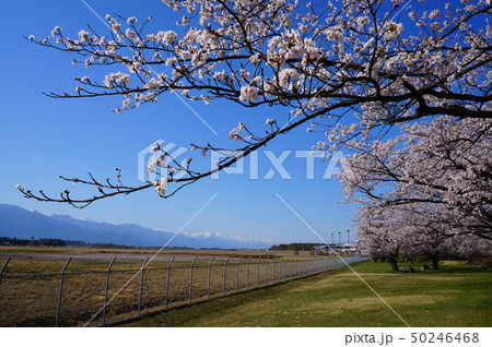 北アルプスと桜 50246468